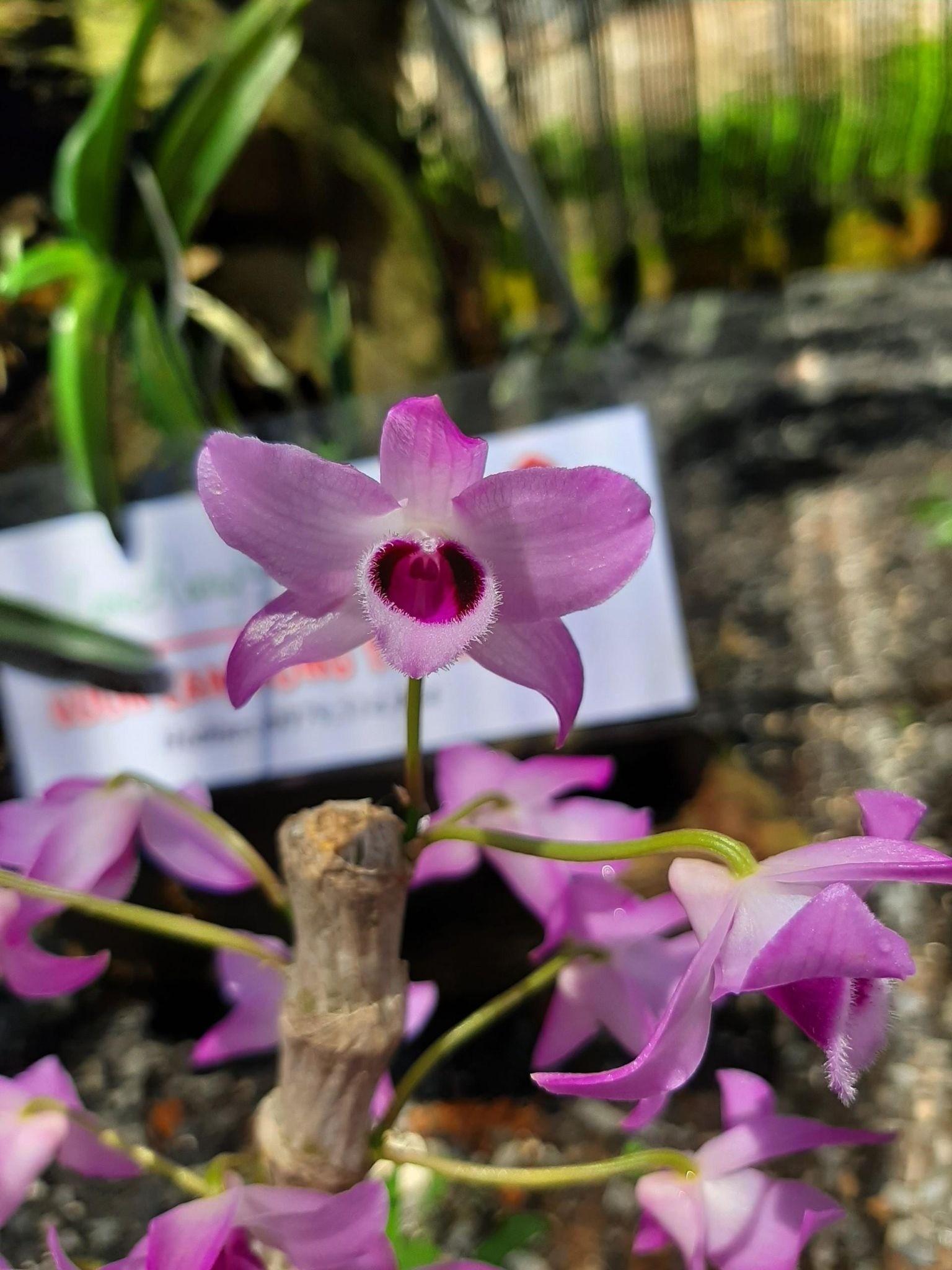 Hình ảnh lan giáng hương khoe sắc trong rừng xanh, biểu tượng vẻ đẹp hoang dã, hương thơm quyến rũ của tự nhiên